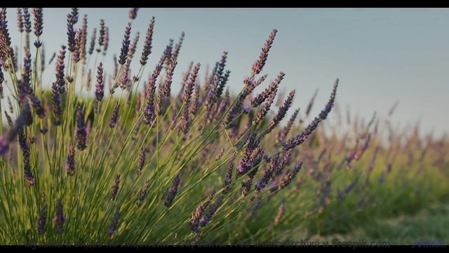 Леса раскрываются глубже, когда звучит такая мелодия - Game On -- Soft and Furious -- Bae