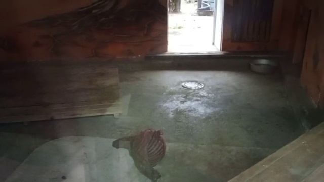 В Минске ливень. Где же Шерхан? Видео от опекуна Светланы