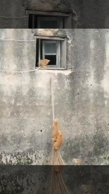 По всей видимости,котейки из Шаолиня 🐈😉🥰👍