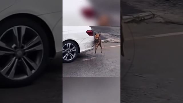 UwEOJR1bUGE - Cats vs. Dogs. Funny Pets. Unusual Drift #shorts #pets #fannydog #funny #animals