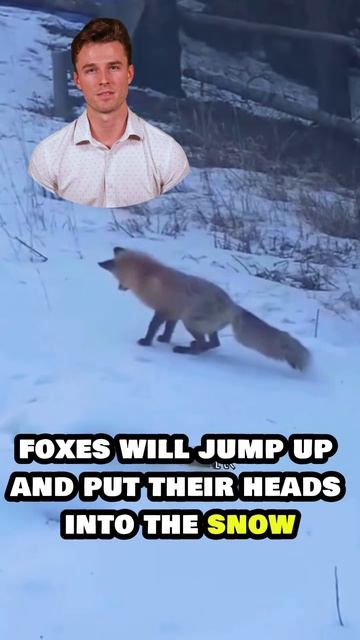 Iy9WXlg1K40 - On an icy snowfield, a fox was catching mice under a meter thick layer of snow. It was