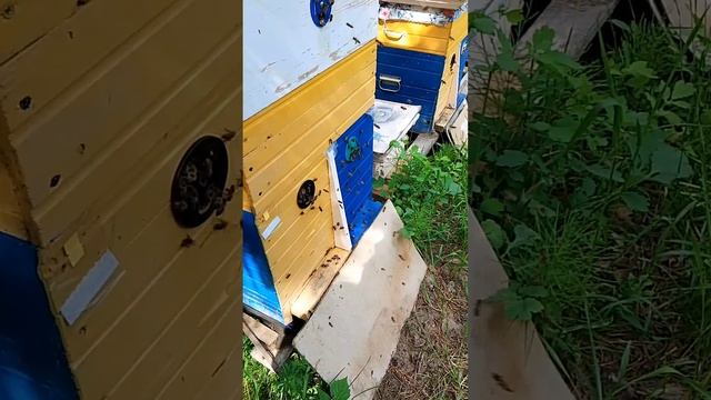 #бакфаст Однорамочные отводки год спустя