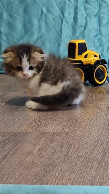 Котенок и желтый трактор. #котята #шорты 4k