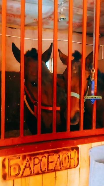 Лошадки🐎🇷🇺 #лошадь #ферма #конюшня #подмосковье