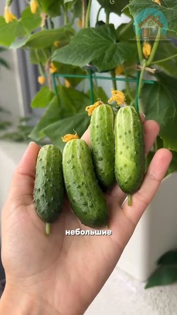 Огурцы в домашних условиях
