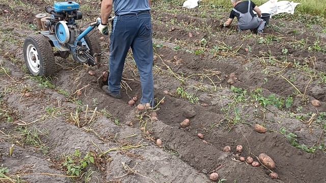 уборка картофеля у родителей мотоблоком Нева