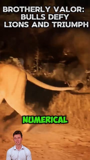 Ap3vNEtaAqs - Brotherly Valor： Bulls Defy Lions and Triumph #shorts #animals #lion #facts #wildlife