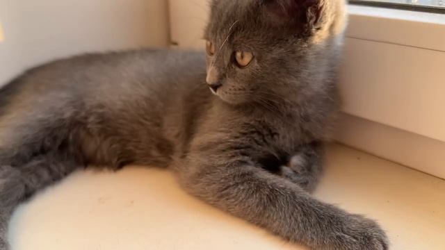 Сегодня лежал на солнышке чилил) погода очень крутая бала
