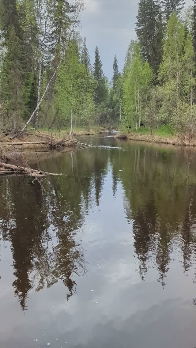 Харюзиный дуплет.