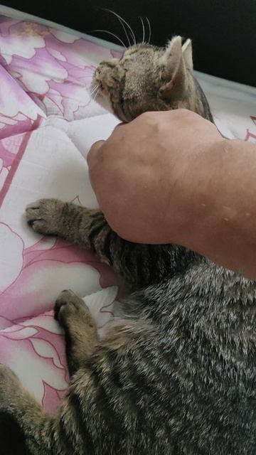 Мяуканье под луной это замечательно, но забирает много сил.
