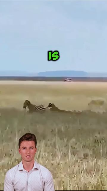 3QGm5QGajzU - A one-on-one battle between a lion and a zebra #animals #wildlifefight #wildattack #sh