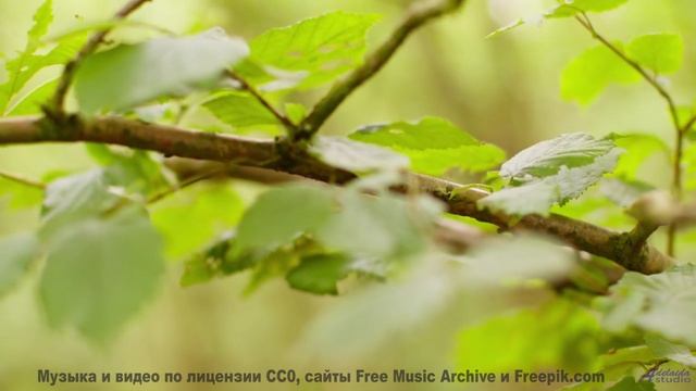 Мелодия, которая заставляет хотеть свернуть на любую неизвестную дорогу - Acoustic Fingerpicking 10
