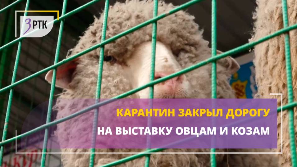 Карантин закрыл дорогу на выставку овцам и козам