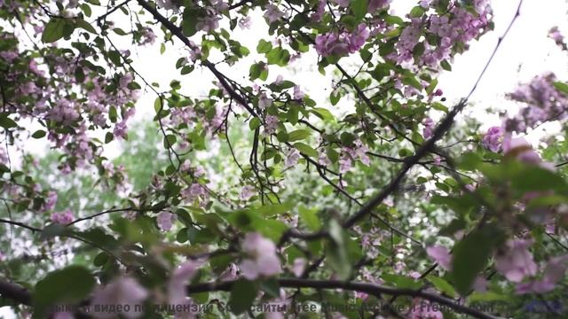 Почему этот лес НЕНАВИДИТ тишину - Use It -- Baners -- Tanquillity and Trepidation
