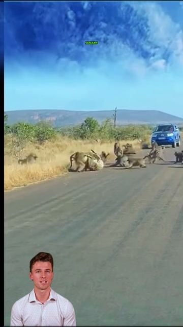 2_oXts3-CIk - ＂Baboons Overwhelm Leopard in Fierce Savannah Showdown＂ #shorts #animals #facts #wildl