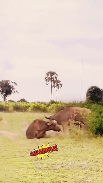 IF5PL8T9cwk - Animal Kingdom Battle： Unyielding Conflict. Lion vs Buffalo#shorts #animals #viral