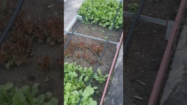 Вариант полива грядок с минимумом затрат сил и времени.