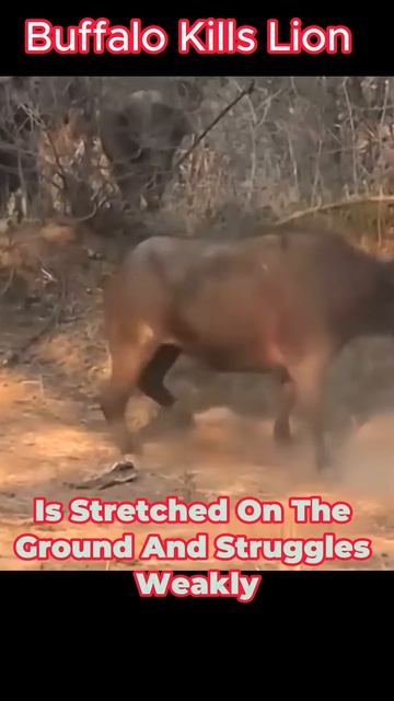 -ahheSgQSJM - Clash of the Titans： Buffalo Kills Lion #shorts #animals #viral #vizard #wildlife
