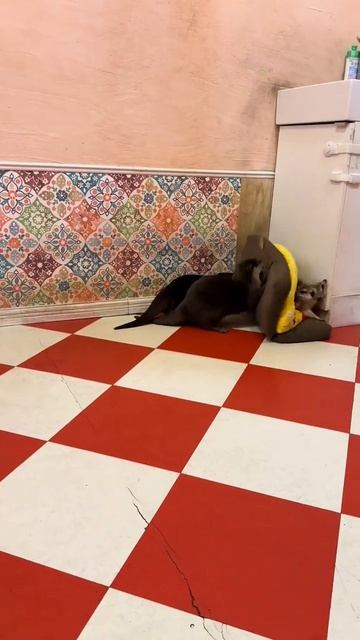 Драка
