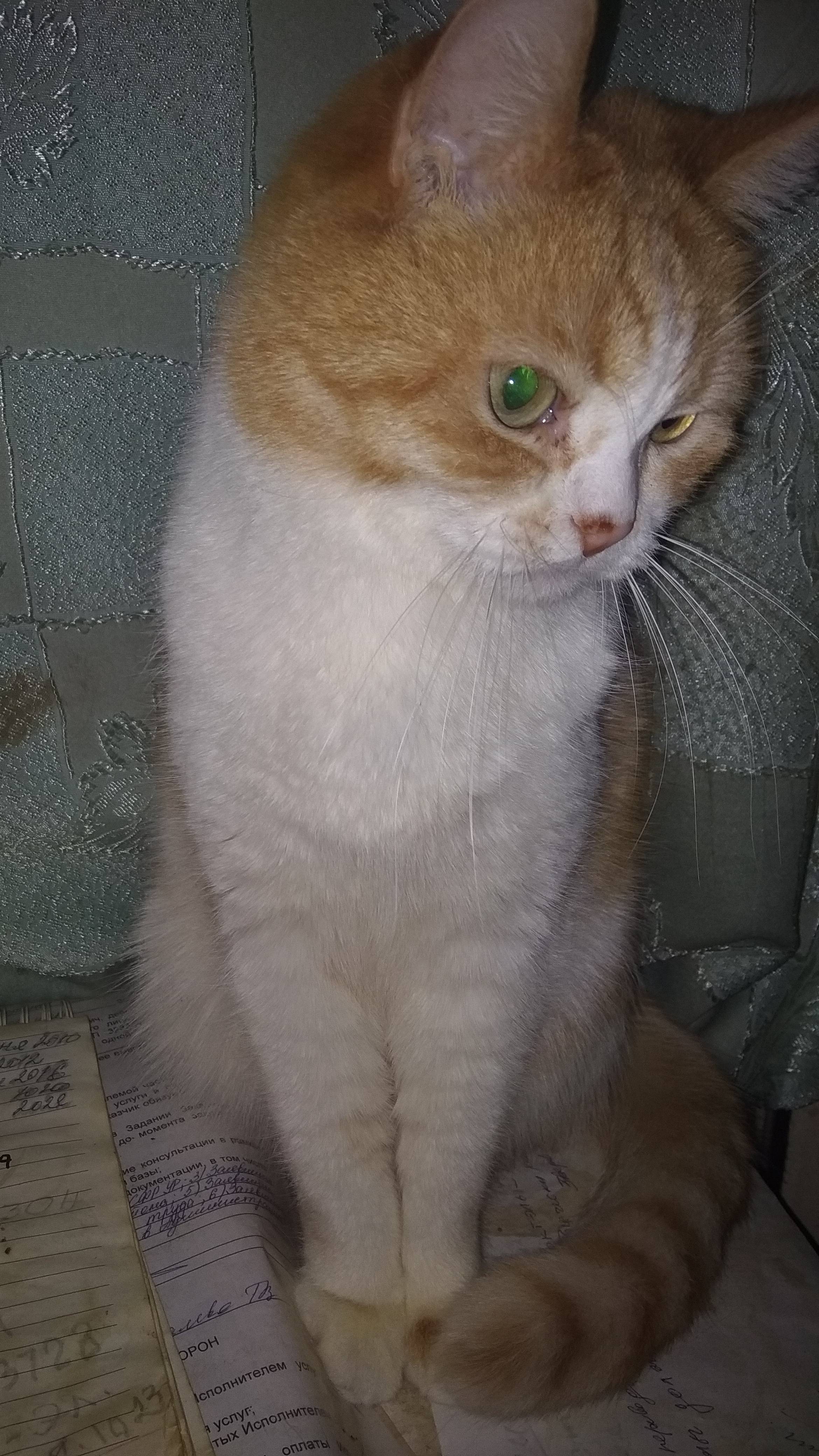 коту вкайф сияет весь как том...
