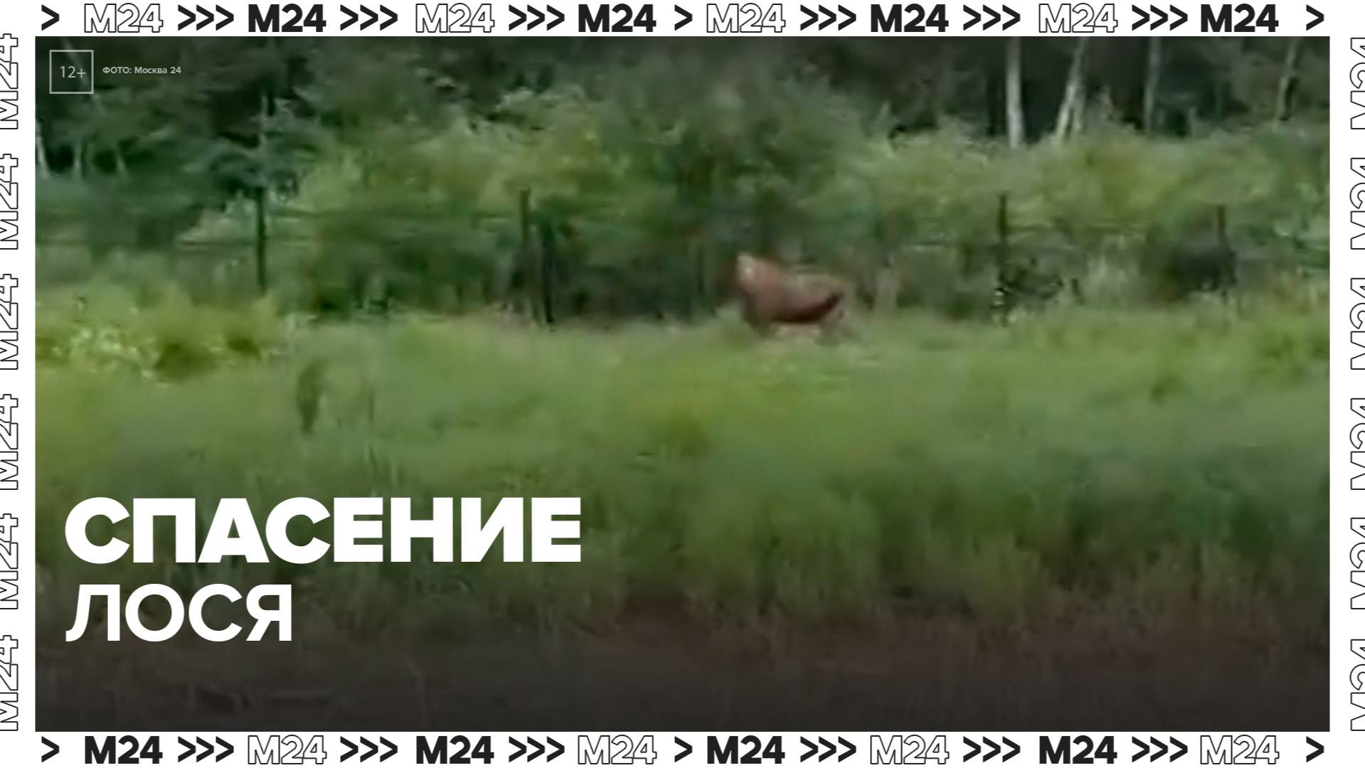 Молодого лося спасли на МКАД