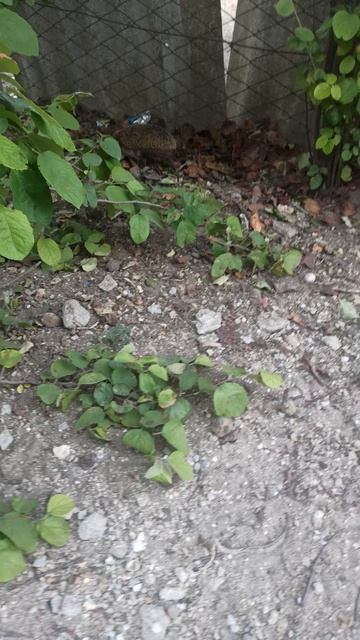 VID_20250609_181102.mp4