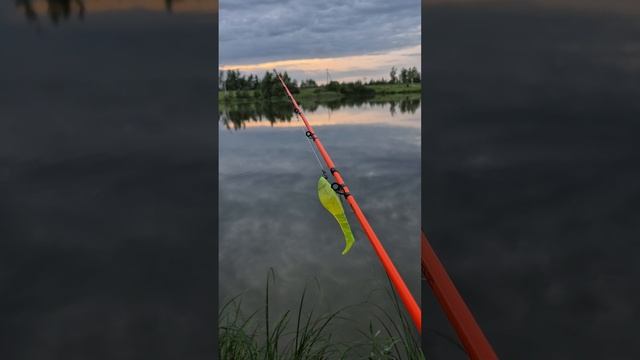 Осваиваю джерковую снасть Abu. Поймал плотву и подлещика на мормошинг. Катушка Dayo prestige 800