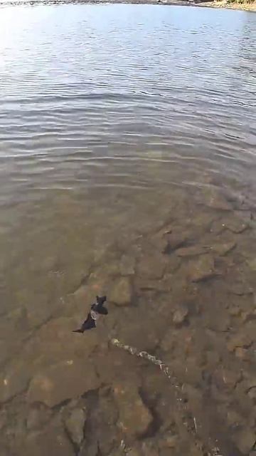 Водяной уж поймал бычка #рыбалка #уж #змея #гадюка #shorts