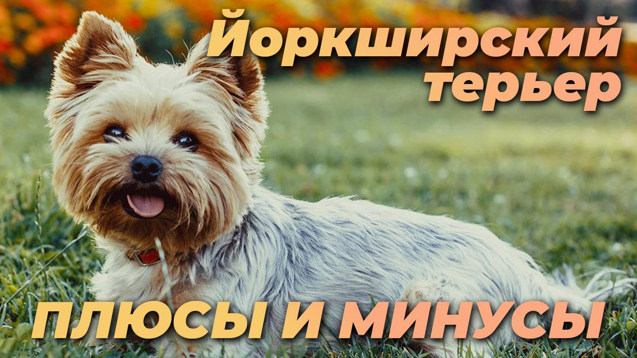 йоркширский терьер. плюсы и минусы