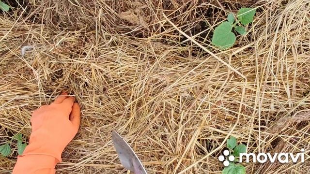 Подвязала томаты. Почему не стала от проволочника обр?