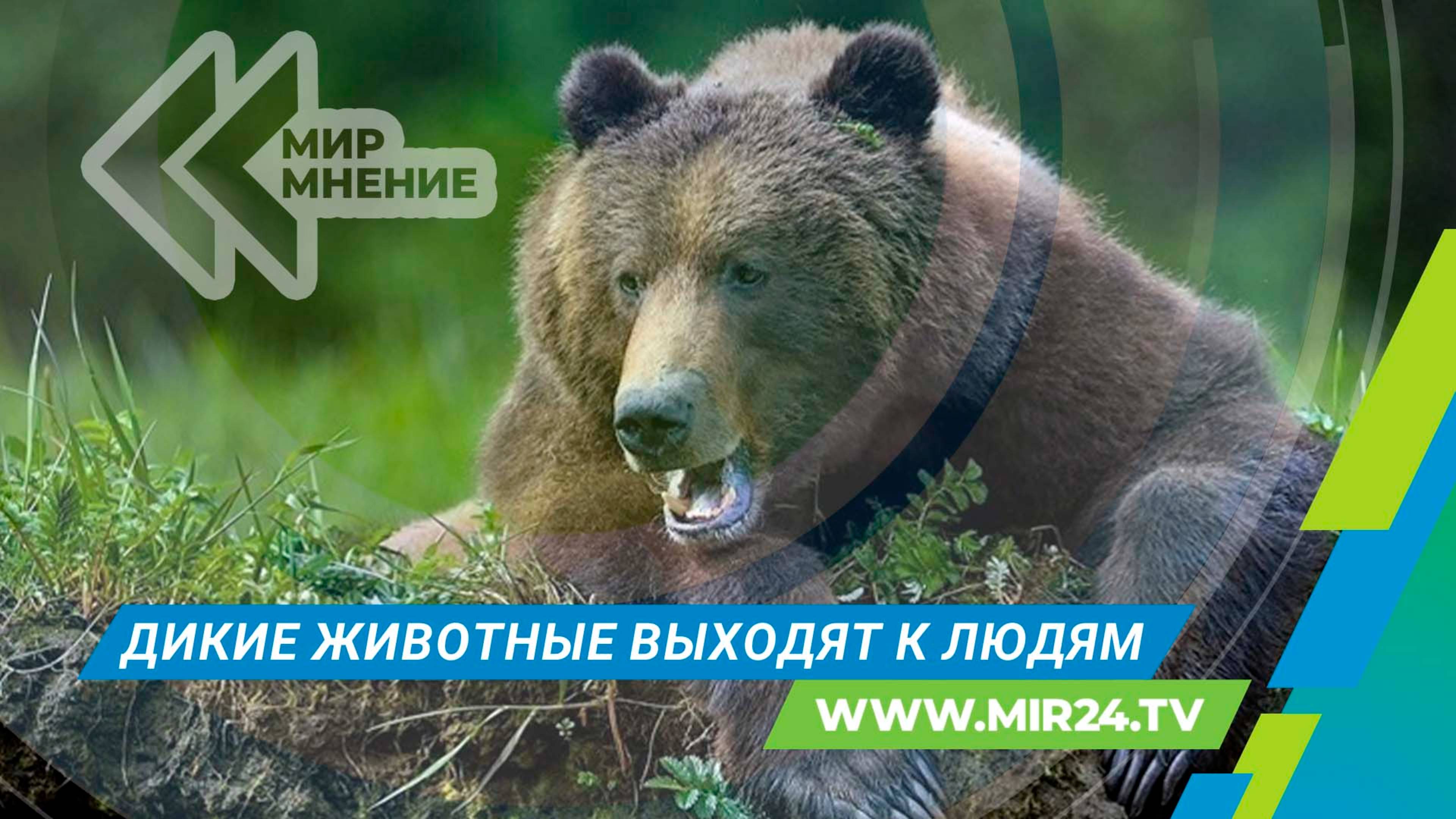 Почему дикие животные выходят к людям?