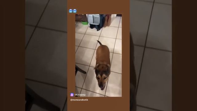 clip-227457260_456239066