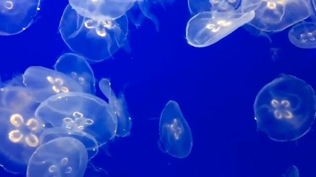 Медуза в море. Мы веселые медузы и все про медуз.