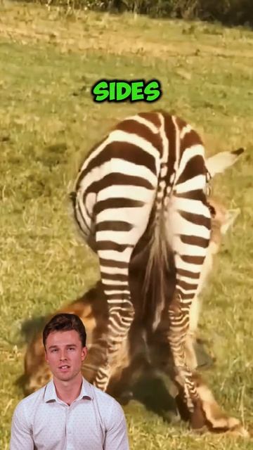 H_-MdTGxmN8 - ＂Struggle for Survival： Hyenas vs. Zebras in the African Wilderness＂ #shorts #animals