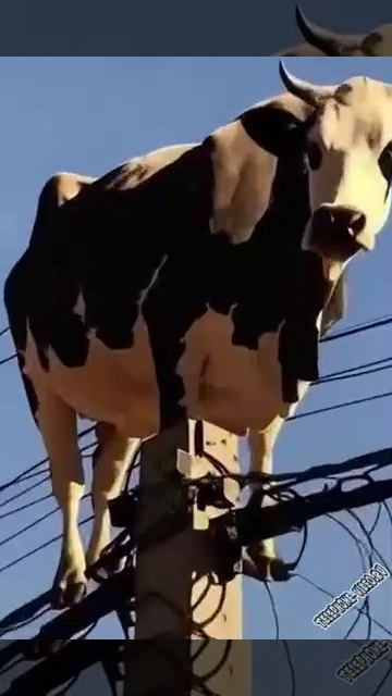 1000067889.mp4