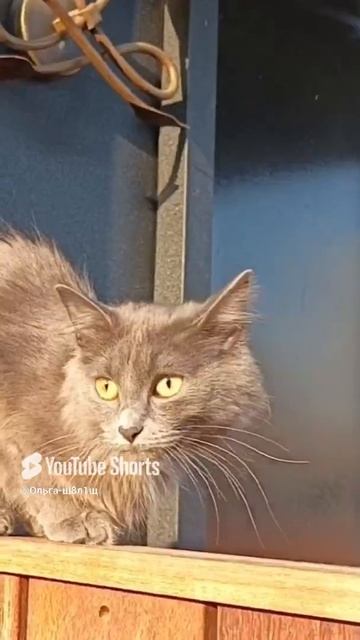 1000022864.mp4
#Кошка #Соня#