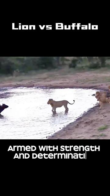 Iwkbxpul7Kw - Safari Showdown： The Great Clash - Lions vs. Buffaloes in a Battle for Dominance! #Lio