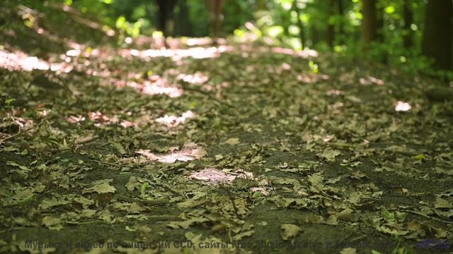 Вы никогда не слышали ничего подобного - это взорвет ваш разум! - Flowers -- Cedric Galke -- Unnamed