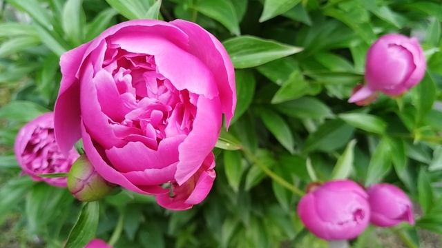 VID_20250611_071654.mp4