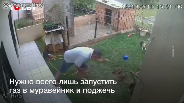 как по дебильному избавиться от муравьев