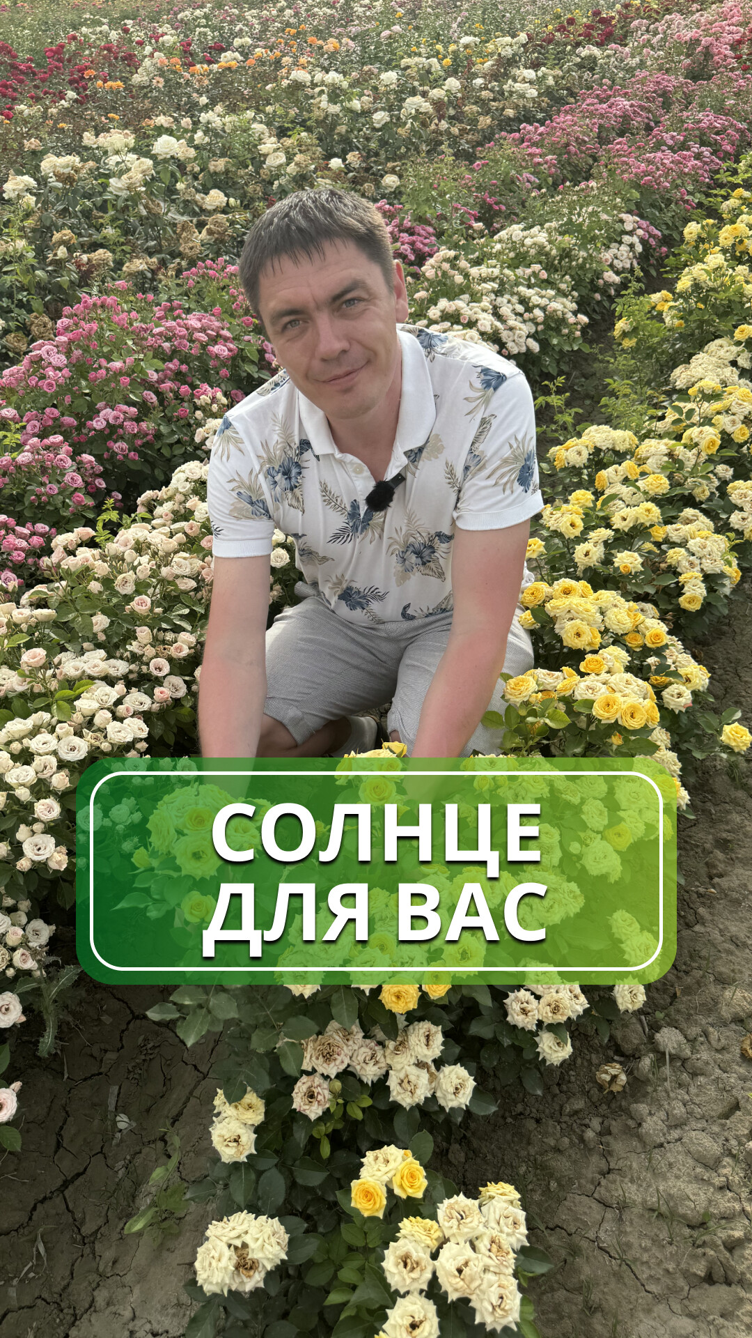 Солнечная жемчужина сада — роза Сан Сити: цветёт ярко, радует долго!