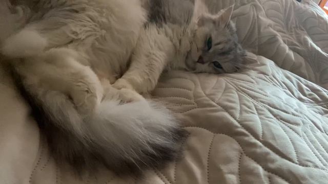 Кошачий мир: Секреты мурлыканья