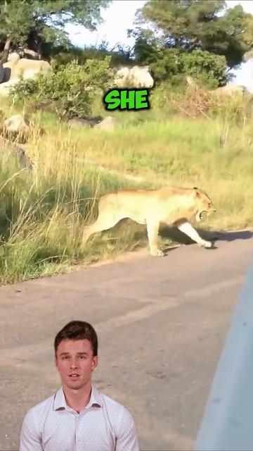 IVlmsi169Xo - ＊＊＂Mother’s Fury： A Lioness Defends Her Cubs＂＊＊ #shorts #animals