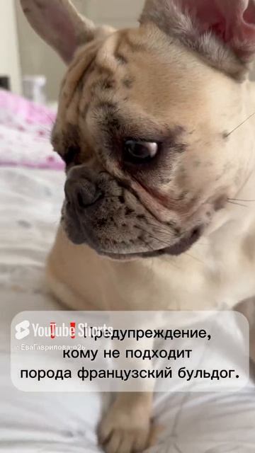 Кому подходит порода французский бульдог.