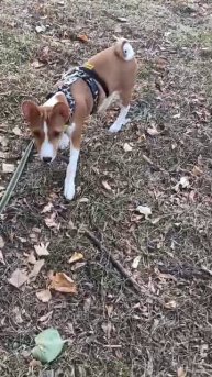 VID-20240917-WA0013.mp4