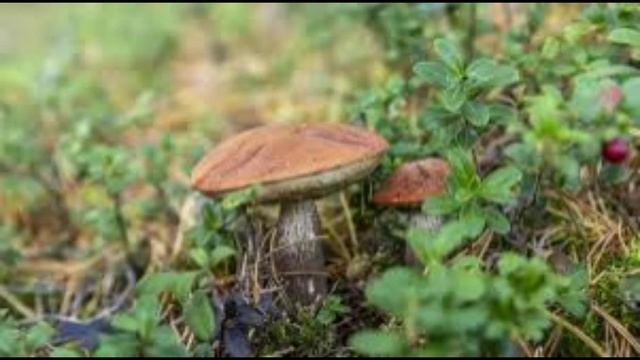 11 июня - Феодосья Колосятница. Традиции и приметы