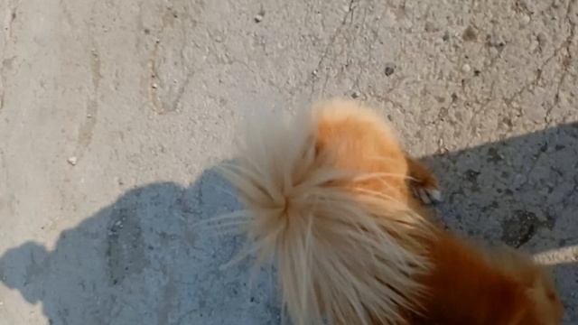 1000009959.mp4 Нос натерла черным перцем.Инна Гетц.
