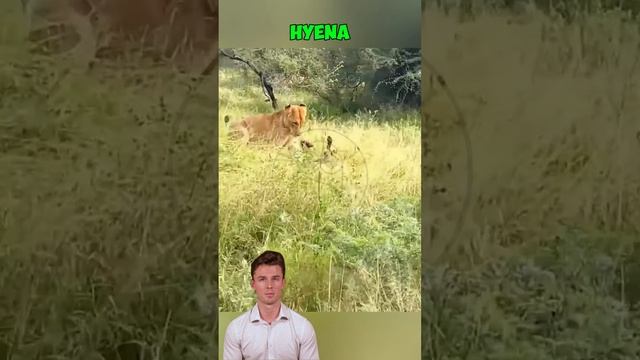 B5_kHYOzTrw - The Hyena's Final Cry#shorts #lions #hyena #animals #shorts