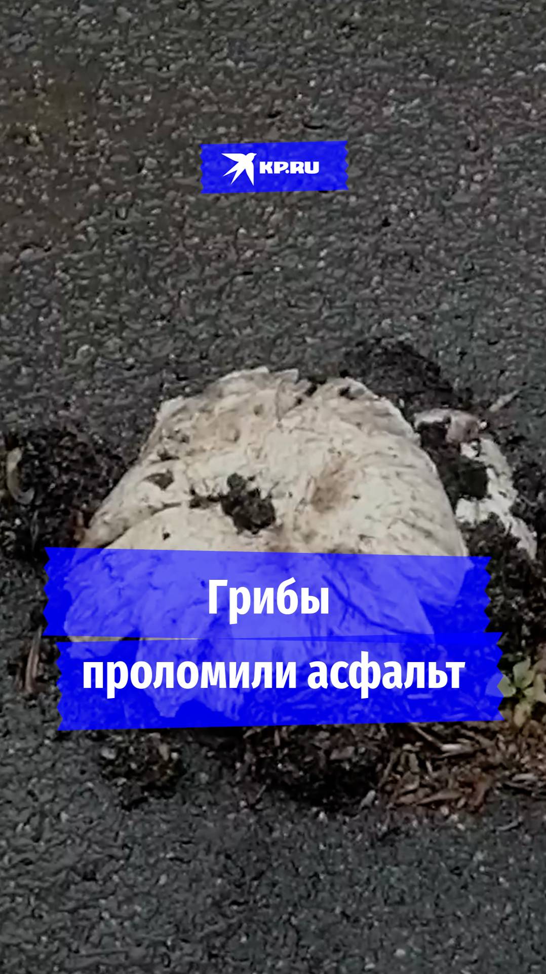 Шампиньоны прорвали асфальт в Санкт-Петербурге