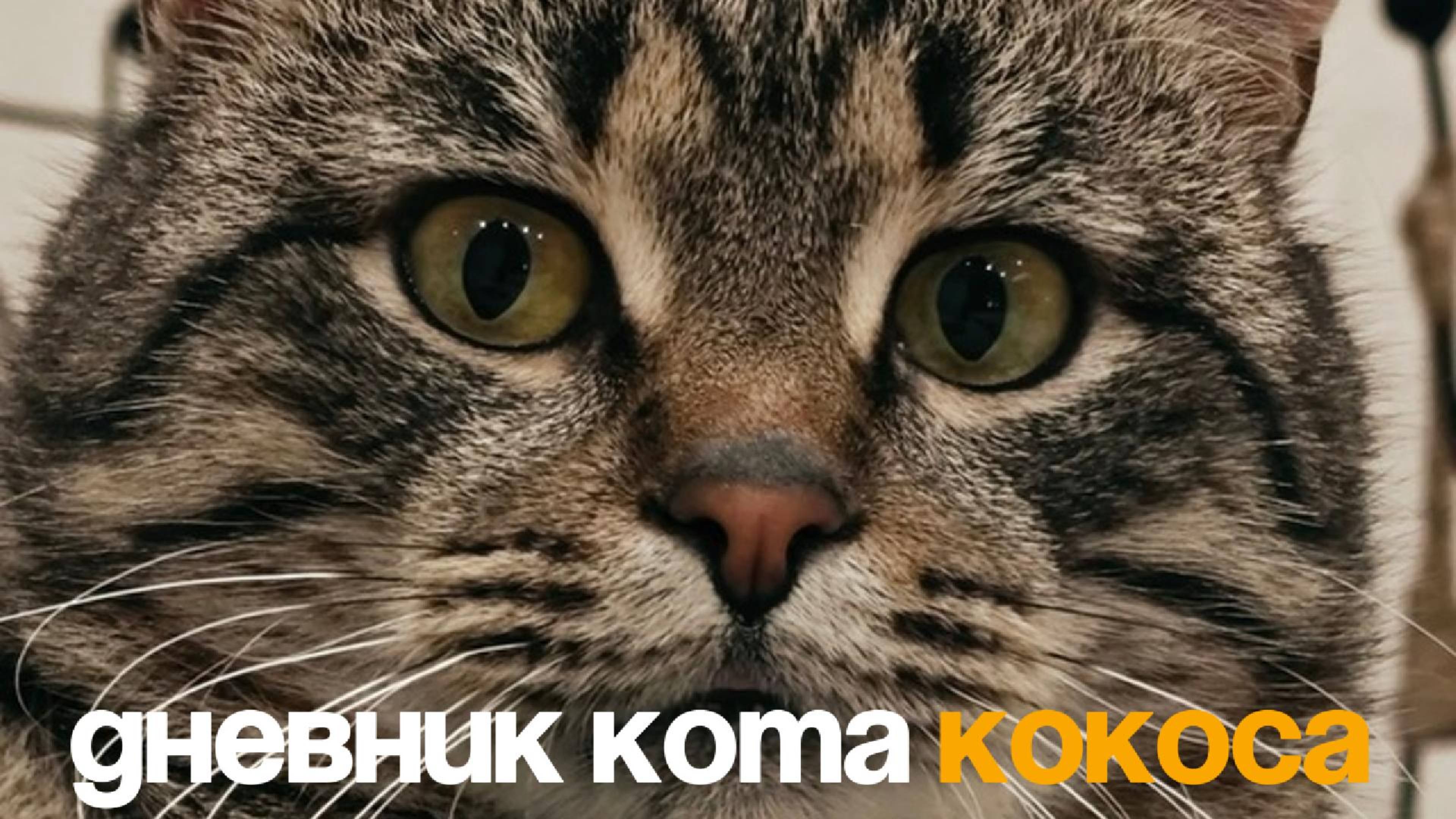 Дневник кота Кокса. День №1. Ветеринарка. 
продолжение следует...